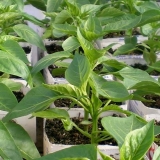 Sadnice paprike ne rastu: šta učiniti